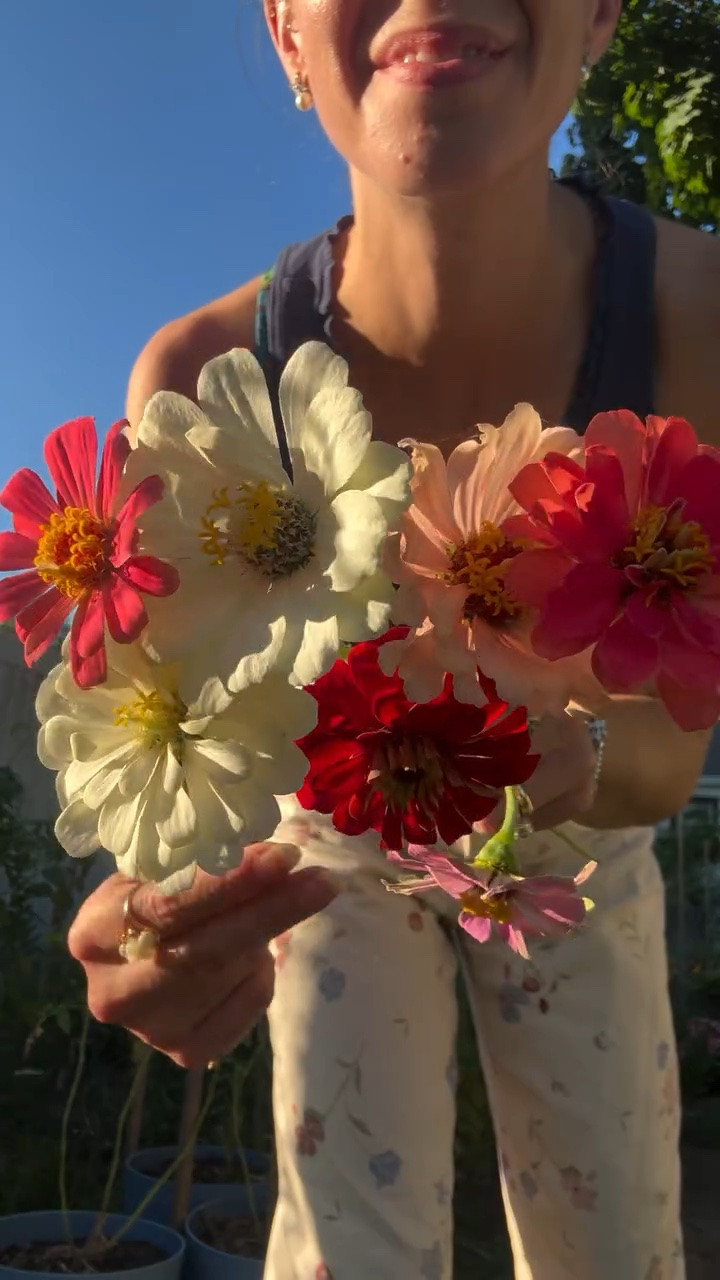 homegrown happiness 🌸✨ #asmr #diml #garden #flowers #zinnia