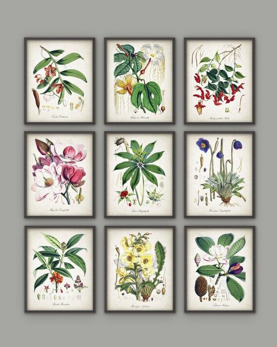 Antique Botanical Plants Print Set of 9 - Flowering Plant Botanical Home Decor - Antique Plant Illus | Etsy (US)