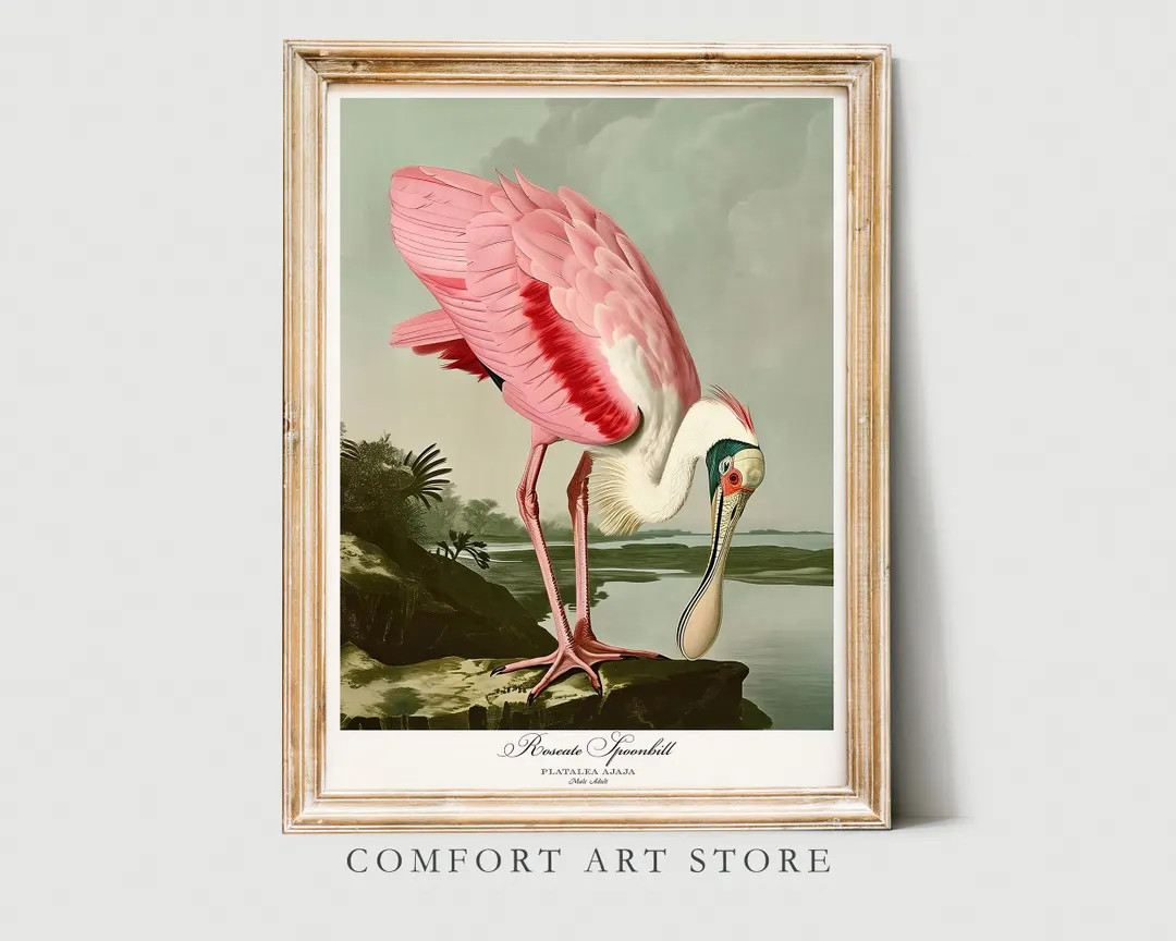 Audubon Style Bird Print Sea Bird Lover Gift Roseate Spoonbill Poster Vintage Nature Retro Botani... | Etsy (US)