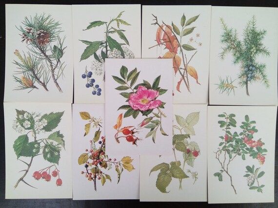 Flowers card botanical drug plants Set of 32 Vintage Soviet Botanical Prints Shipilenko USSR soviet  | Etsy (US)