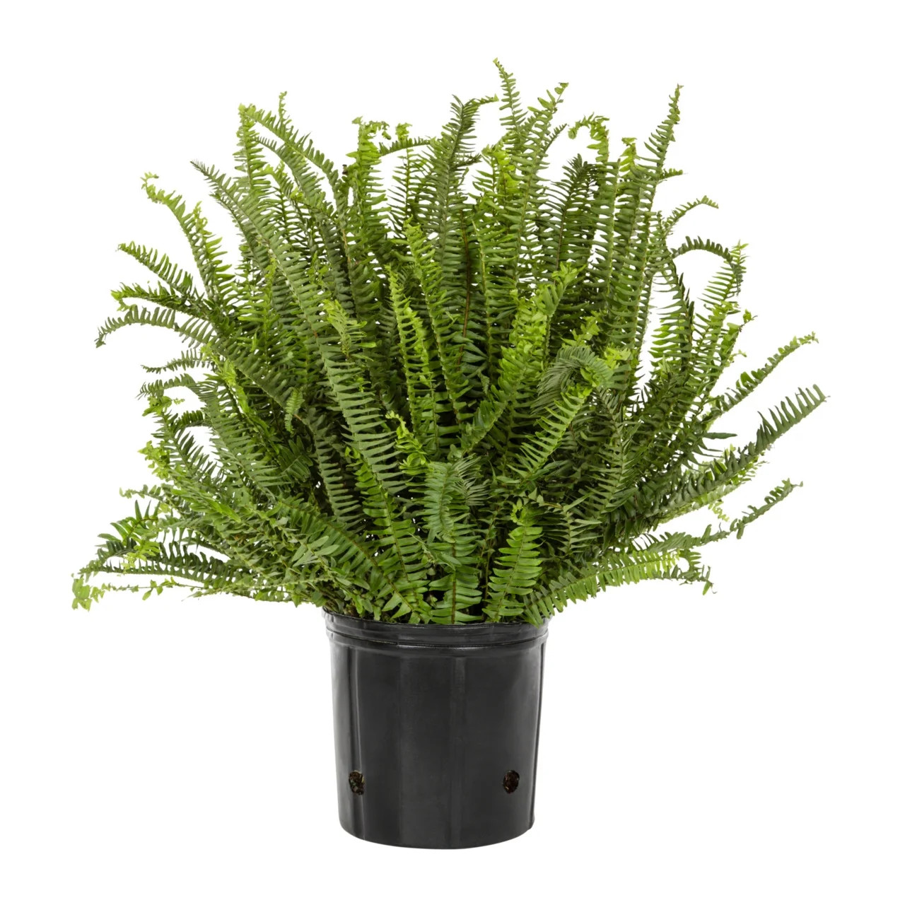 Expert Gardener 2gal Green Fern Kimberly Queen Live Annual Plant Shade | Walmart (US)