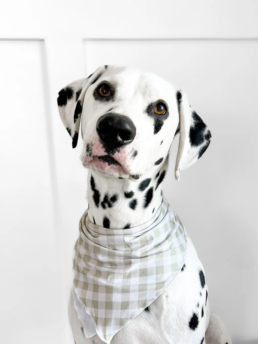 SAGE GINGHAM DREAM DOG BIB | Dream Big Little Co.