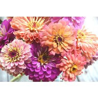 Pastel Zinnia Seeds Heirloom Cut Flower Garden Mix | Etsy (US)
