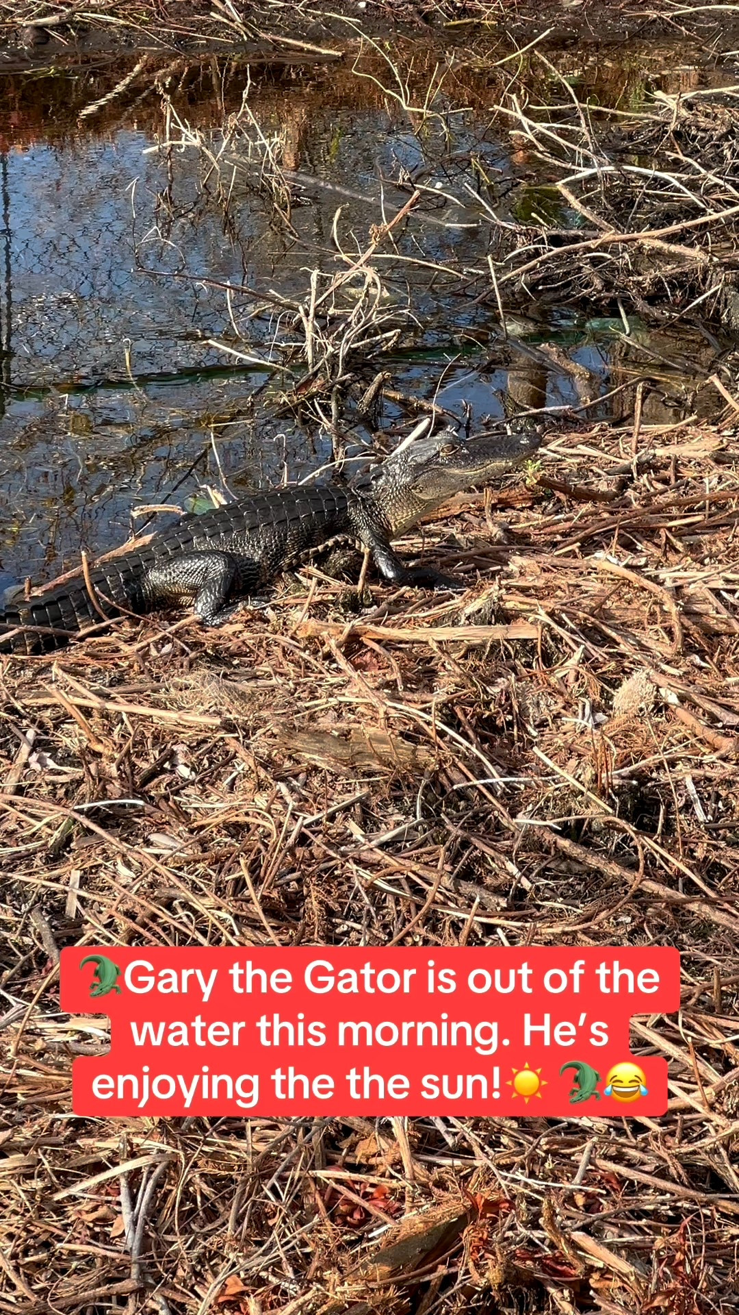 🐊Enjoyed my morning walk in my Hoka sneakers. I came across Gary the Gator. He was out of the water and enjoying the sun this morning in Tampa, Florida.🐊🤣🙌🏼




#LTKdayinmylife #LTKActive #LTKvlog