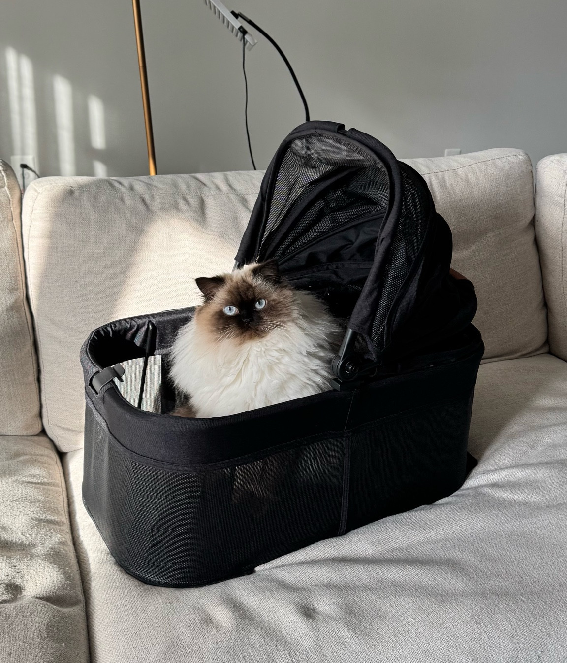 mocha’s new cat carrier! this is actually part of her cat stroller, which is linked in this post! The stroller has this removable bassinet (pictured) and a foldable stroller frame that has a basket, cupholder, and leather handles! I feel like such a boujee mother when I use the bassinet/full stroller with her 😂🥰 

#LTKpet #catcarrier #catstroller #amazonfinds #amazon #amazonpetfind #amazonpet #petfinds #stroller #petcarrier #petstroller

#LTKFamily