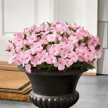 Impatiens Urn Filler | Grandin Road