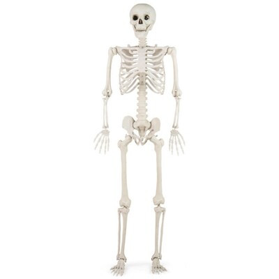 Boyel Living 5.4 FT Indoor and Outdoor Decor Life Size Poseable Halloween Skeleton | Lowe's