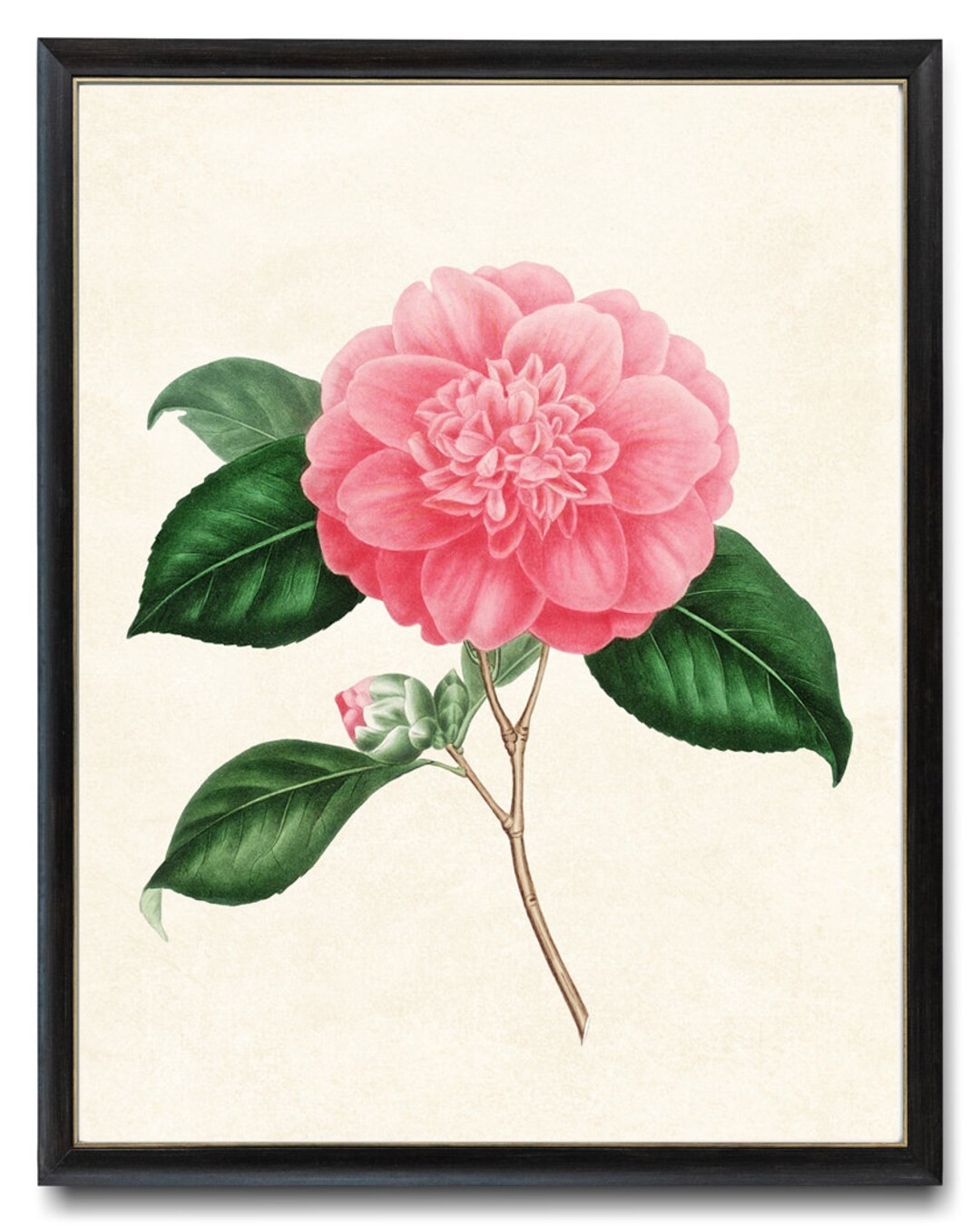 Pink Camellia Digital Print, Vintage Flower Illustration, Printable Botanical Wall Art INSTANT DO... | Etsy (US)