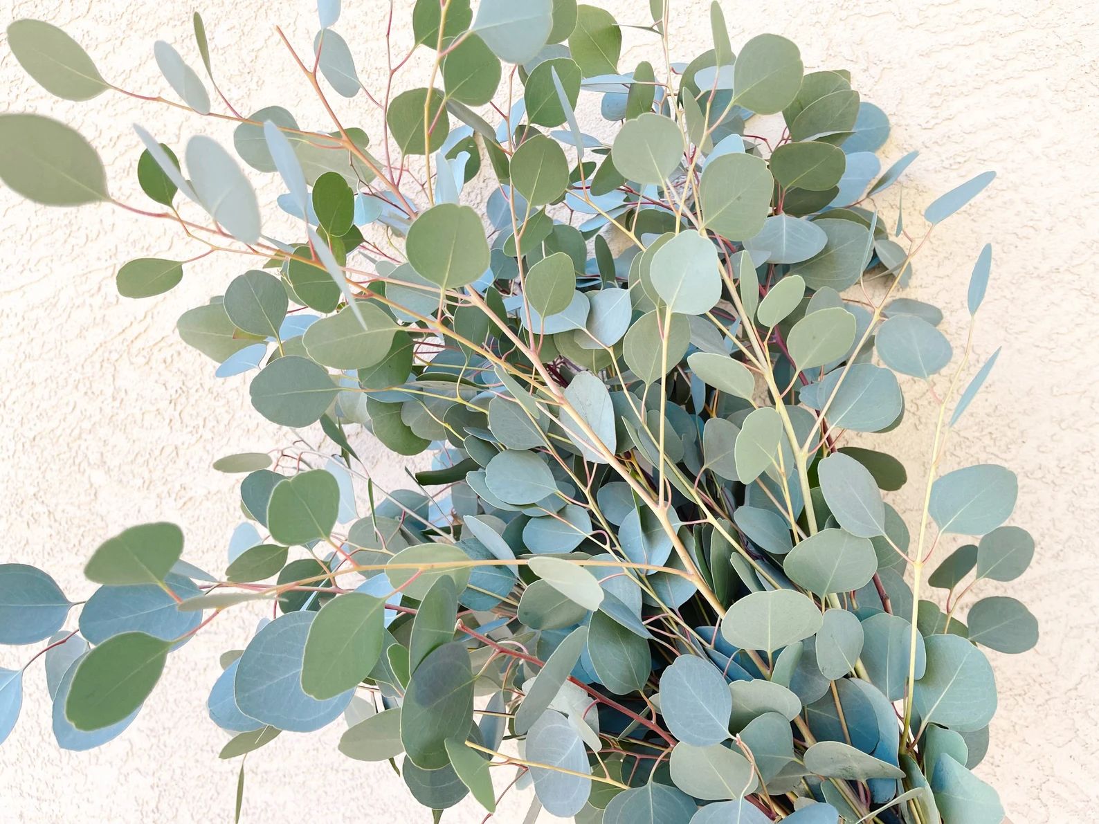 Large - Jumbo Silver Dollar Eucalyptus Bunch | Eucalyptus Decor | Fresh/Dry | Silver Dollar Eucal... | Etsy (US)