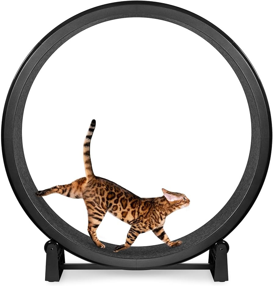 One Fast Cat - Cat Exercise Wheel - Gen. 7 - Safe 48" Diameter - Made in The USA - Black Wheel wi... | Amazon (US)