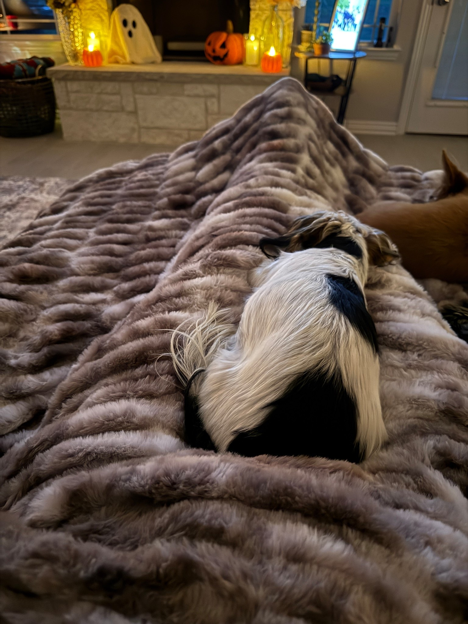 ✨ I’ve had my eye on the Comfrt Dreamer Blanket for MONTHS and finally grabbed one… no regrets! It’s insanely soft, cozy, and oversized basically the perfect throw blanket for cuddling on the couch, movie nights, or even sharing with your dogs 🐾 (mine claimed it immediately 🤣).

If you’ve been looking for the best luxury faux fur blanket that actually feels as good as it looks, this is it. It comes in so many pretty colors and is worth every penny. Definitely my new favorite cozy find!

Shop my blanket + more of my home favorites on my LTK 🛋️ #CozyHome #DreamerBlanket #ComfrtHome #LTKHome #BlanketObsession #CozyVibesOnly #FauxFurBlanket #LTKFinds

#LTKSeasonal #LTKHome