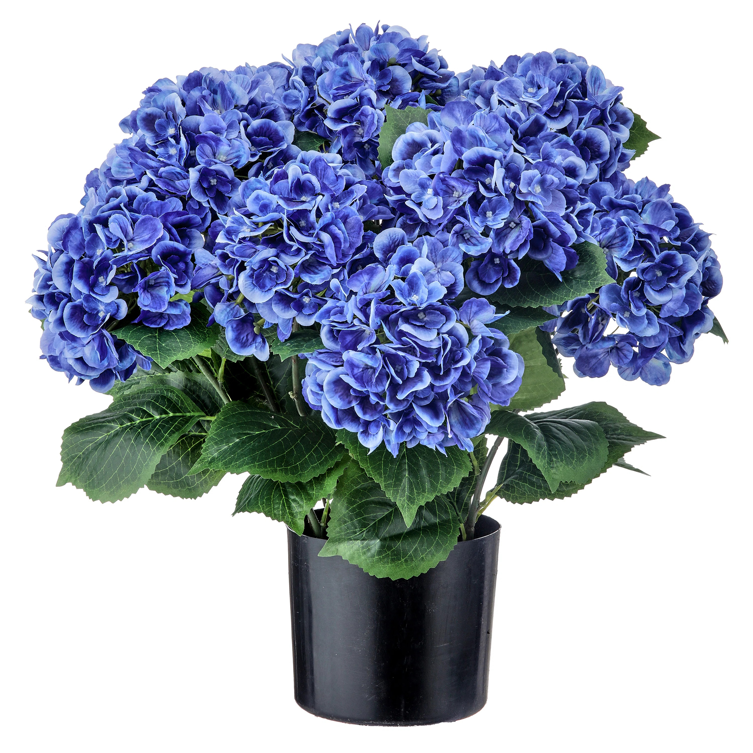 22" Potted Garden Hydrangea | Wayfair North America