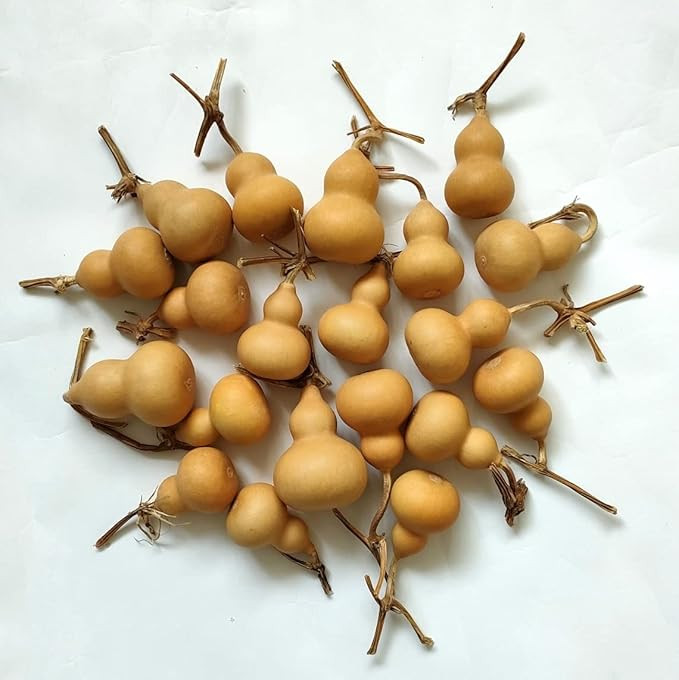 Natural Dry Bottle Cute Dried Gourd Ornament Adornment Decorative Practical Desktop Decor Original DIY Crafts (15 pcs) | Amazon (US)