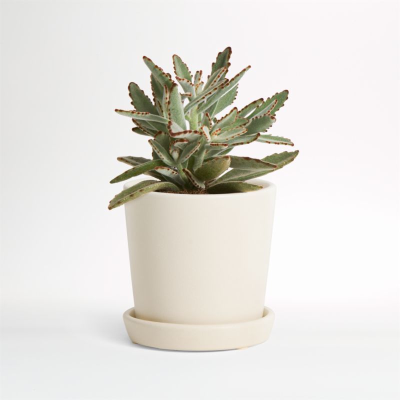 Live Panda Plant in Bryant Planter by The Sill + Reviews | Crate and Barrel | Crate & Barrel