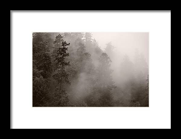 Redwood Forest Atmospherics Framed Print | Fine Art America