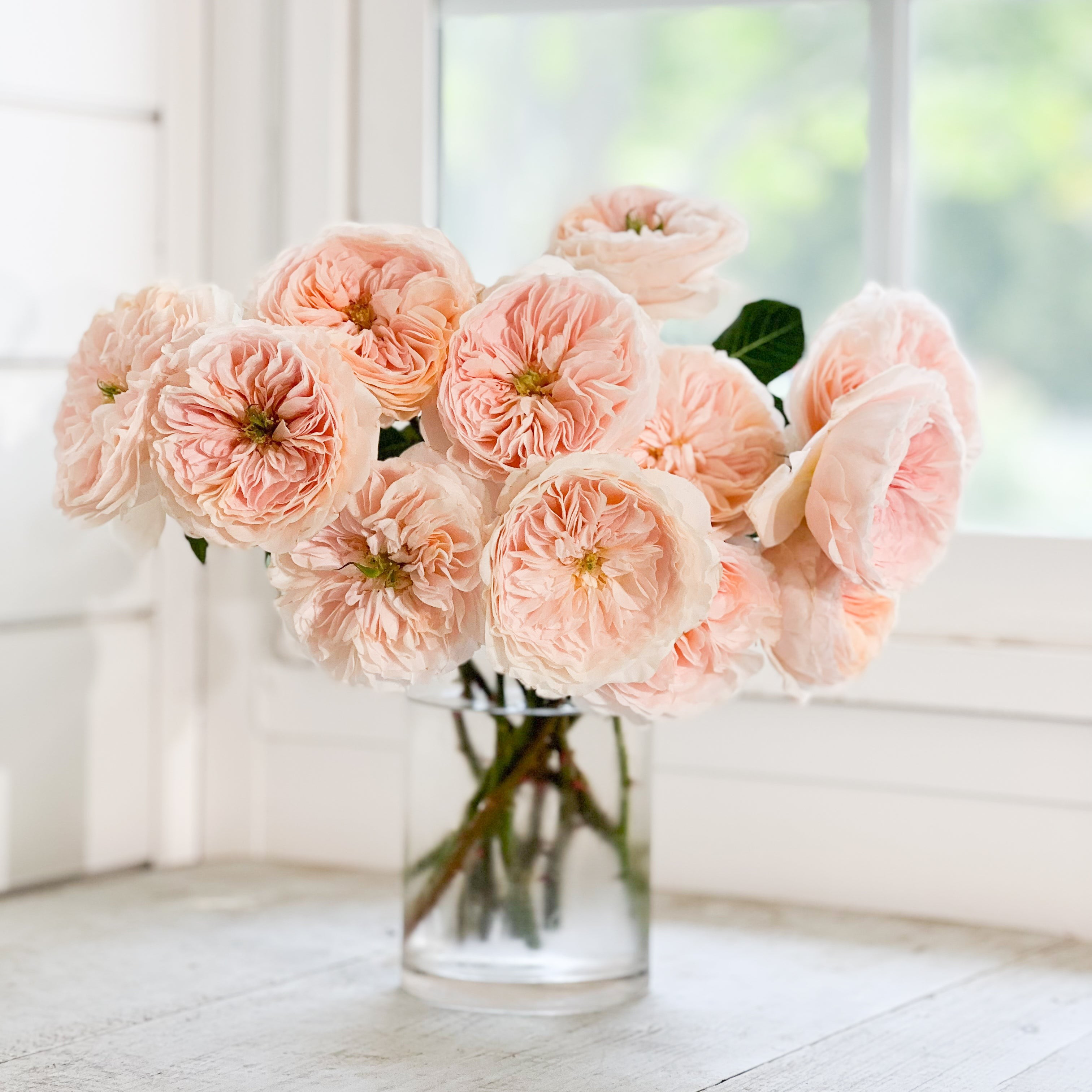 Charity | grace rose farm