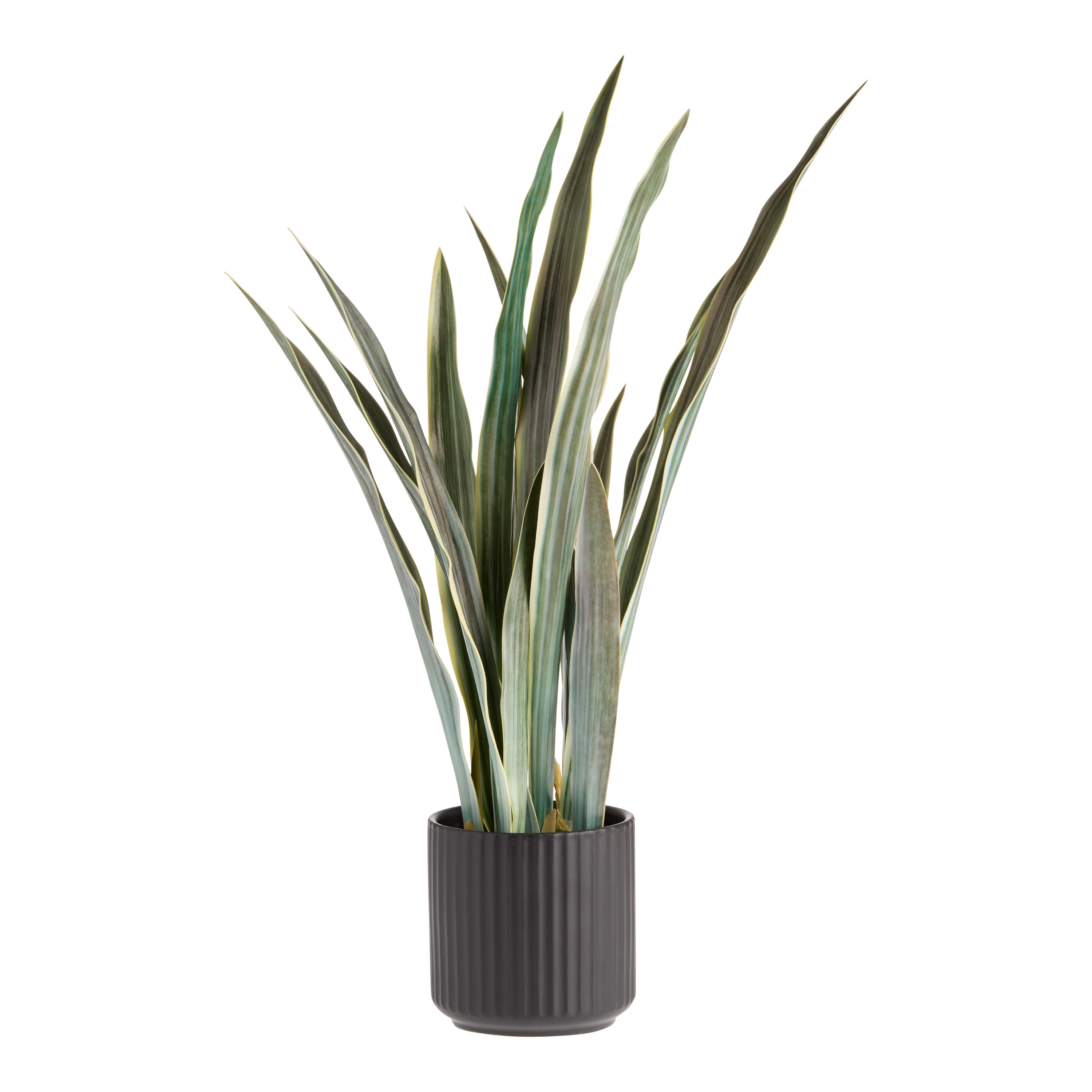 Faux Variegated Snake Plant in Black Porcelain Pot | World Market