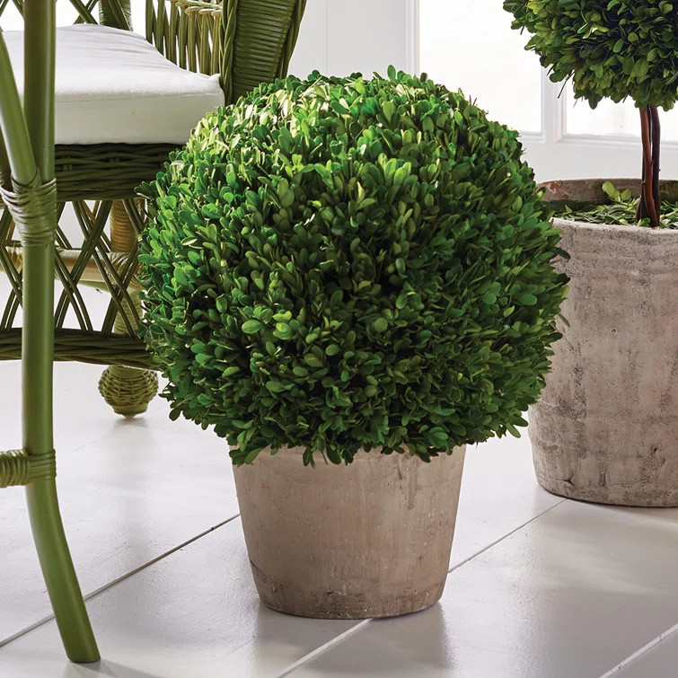 Hotel Duvaleix Boxwood Topiary in Terracotta Pot | Wayfair North America