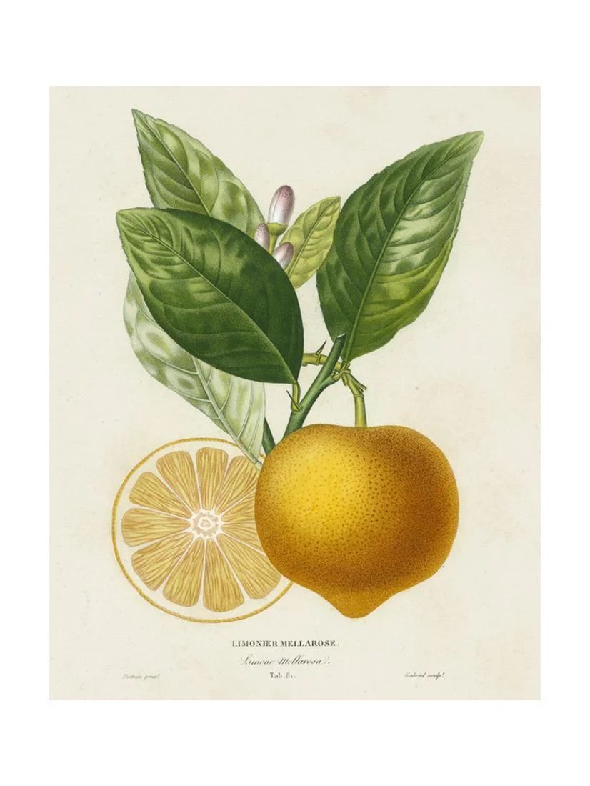French Lemon Botanical III Print Wall Art By A. Risso - Walmart.com | Walmart (US)