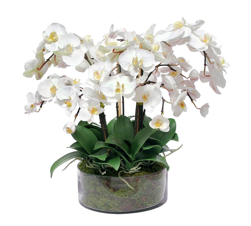 Faux Phalaenopsis Orchid In Open Glass Vase | Pottery Barn (US)