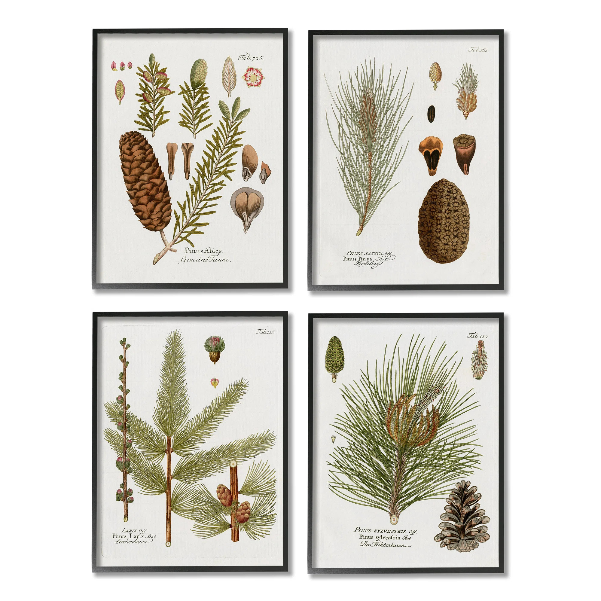 " Vintage Forest Pine Illustrated Study Green Brown Plants " by Kelly Donovan 4 - Pieces Painting... | Wayfair North America