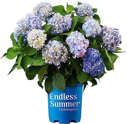 Endless Summer Original Hydrangea, 2 Gal, Pink and Blue Blooms | Amazon (US)