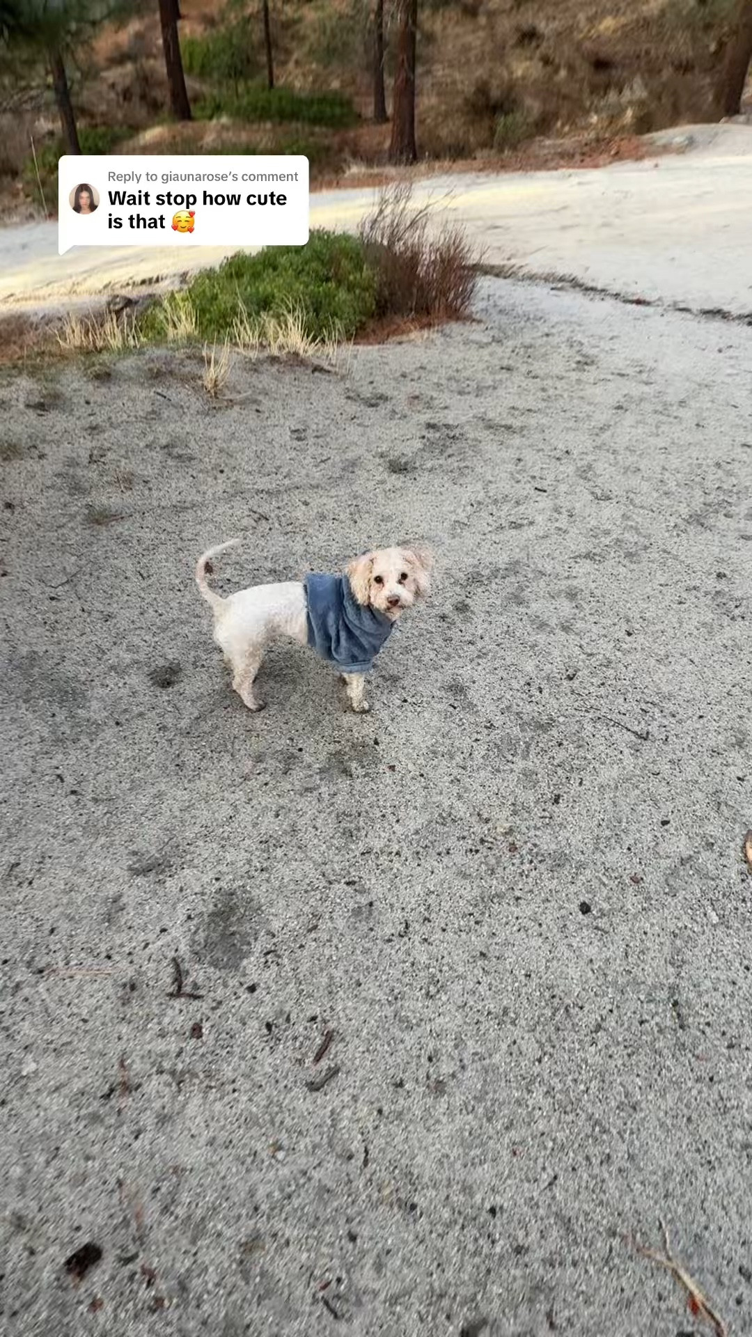 Signature collection in sky size XS from Comfrt paws 🐾 

Moosh is 12 pounds. 



#LTKFindsUnder50 #LTKPets #LTKGiftGuide