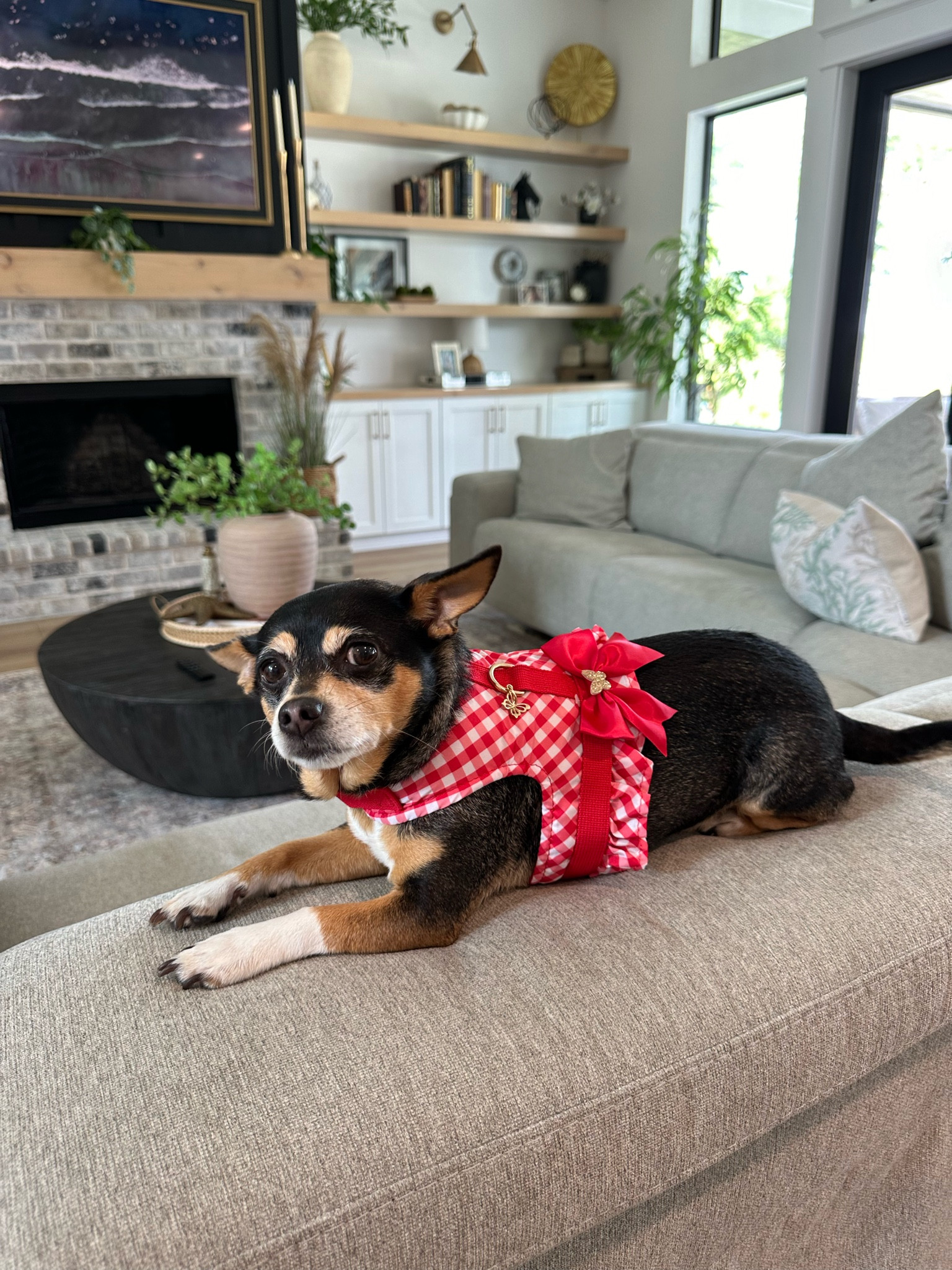 Walmart pet finds! Our dogs love @walmart #walmartpartner #walmartpets #walmartfinds 

Dog toys, dog clothes, dog harness, dog collar, summer fun 



#LTKFamily