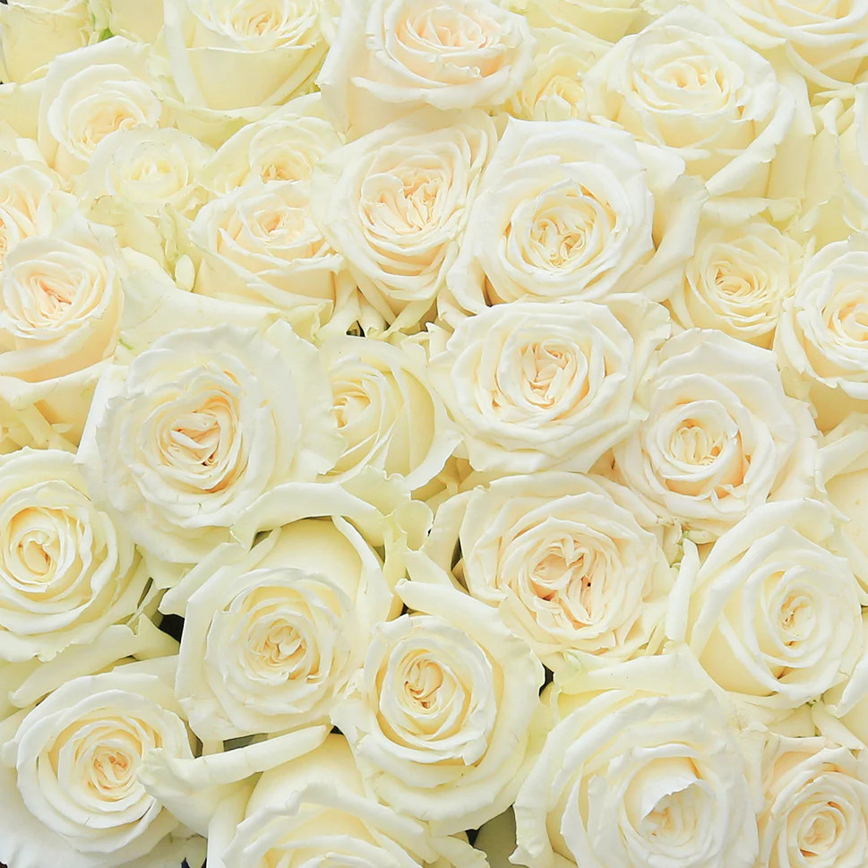 Casablanca | Creamy White Rose Bouquet | Rosaholics | Rosaholics