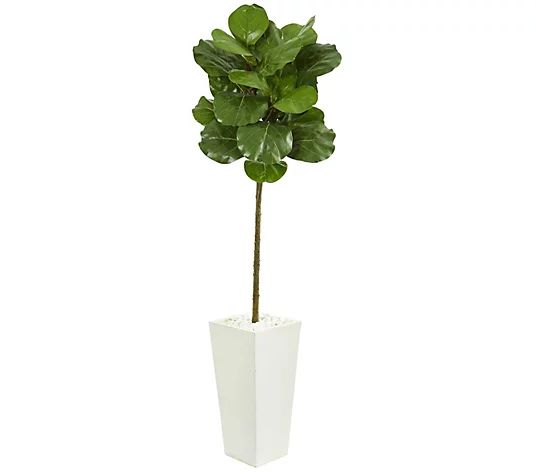 5.5' Fiddle Leaf Tree in Tower Planter by Nearly Natural | QVC
