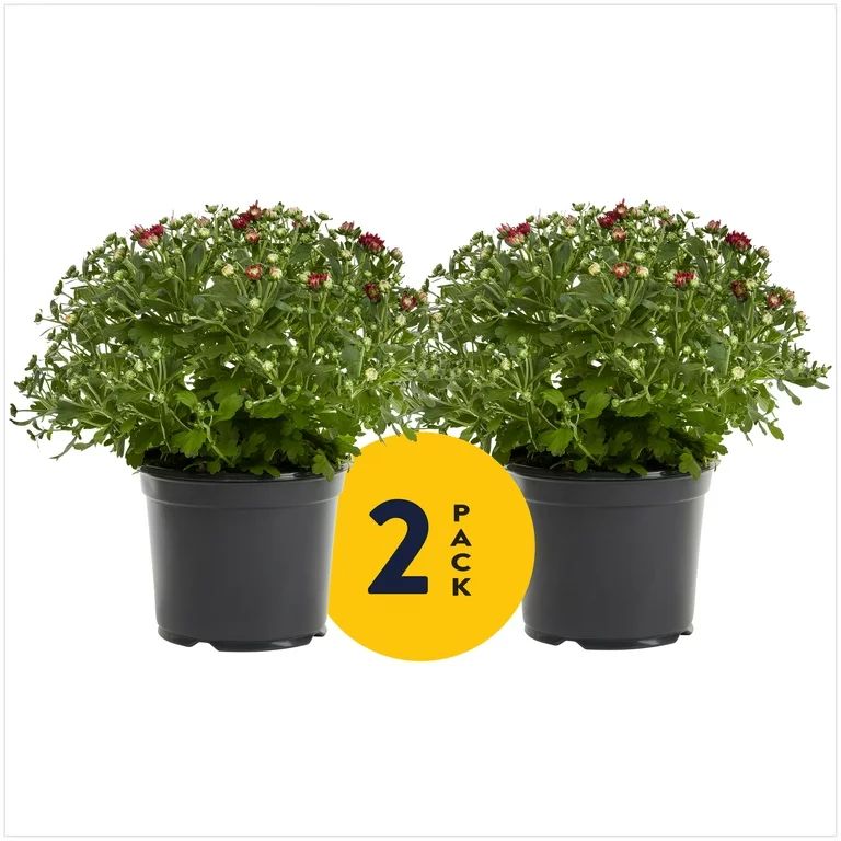 Expert Gardener 3QT Red Garden Mum Live Plants (2 Pack) with Grower Pots - Walmart.com | Walmart (US)