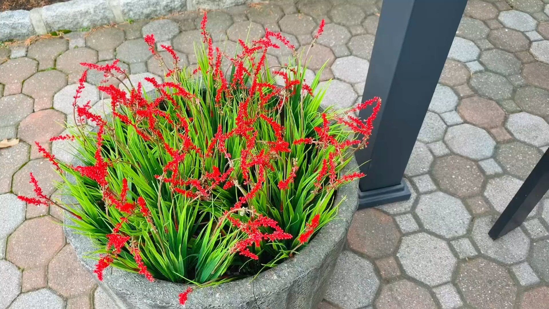 #ad This post contains affiliate links, which means I may earn a small commission if you make a purchase through my links.

Easy outdoor greenery without the upkeep 🌿

If you want the look of full planters without having to water or maintain real plants, these are a really simple option. They add a nice, full look once styled and are great for porches, patios or entryways. 

 #LTKSeasonal #LTKHome