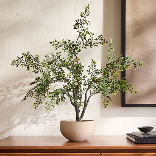 Faux Bonsai Tree | West Elm (US)