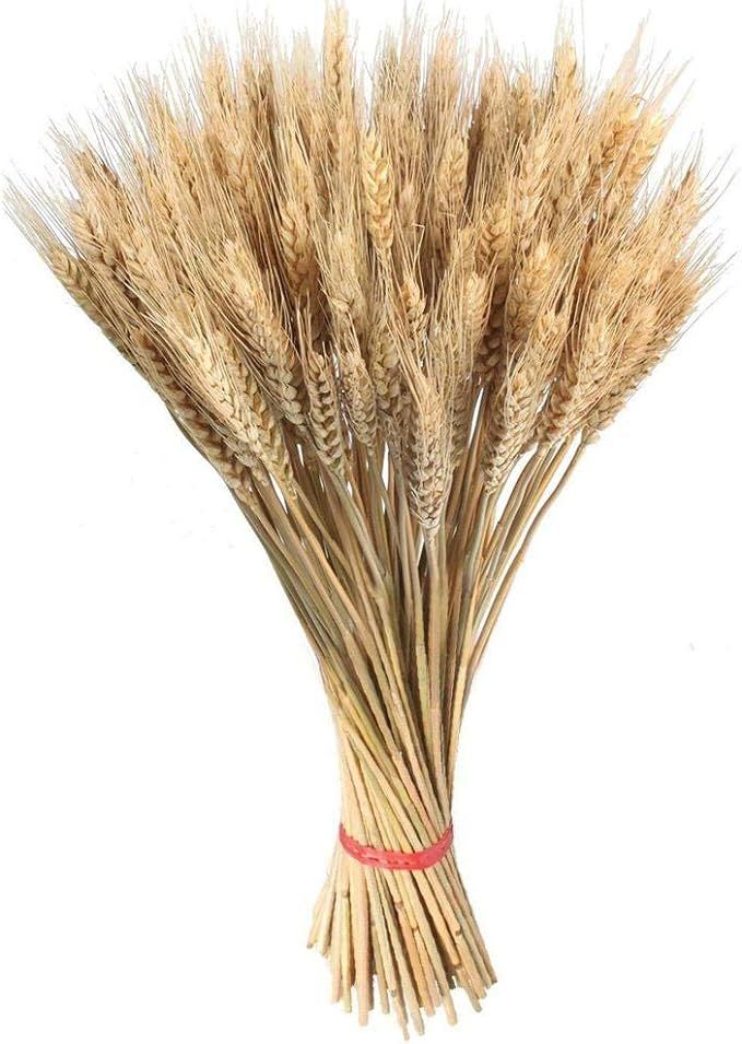 Betfandeful 100pcs Large Wheat Dried Flowers Garden Plants Natural Primary Colors Real Wheat for ... | Amazon (US)