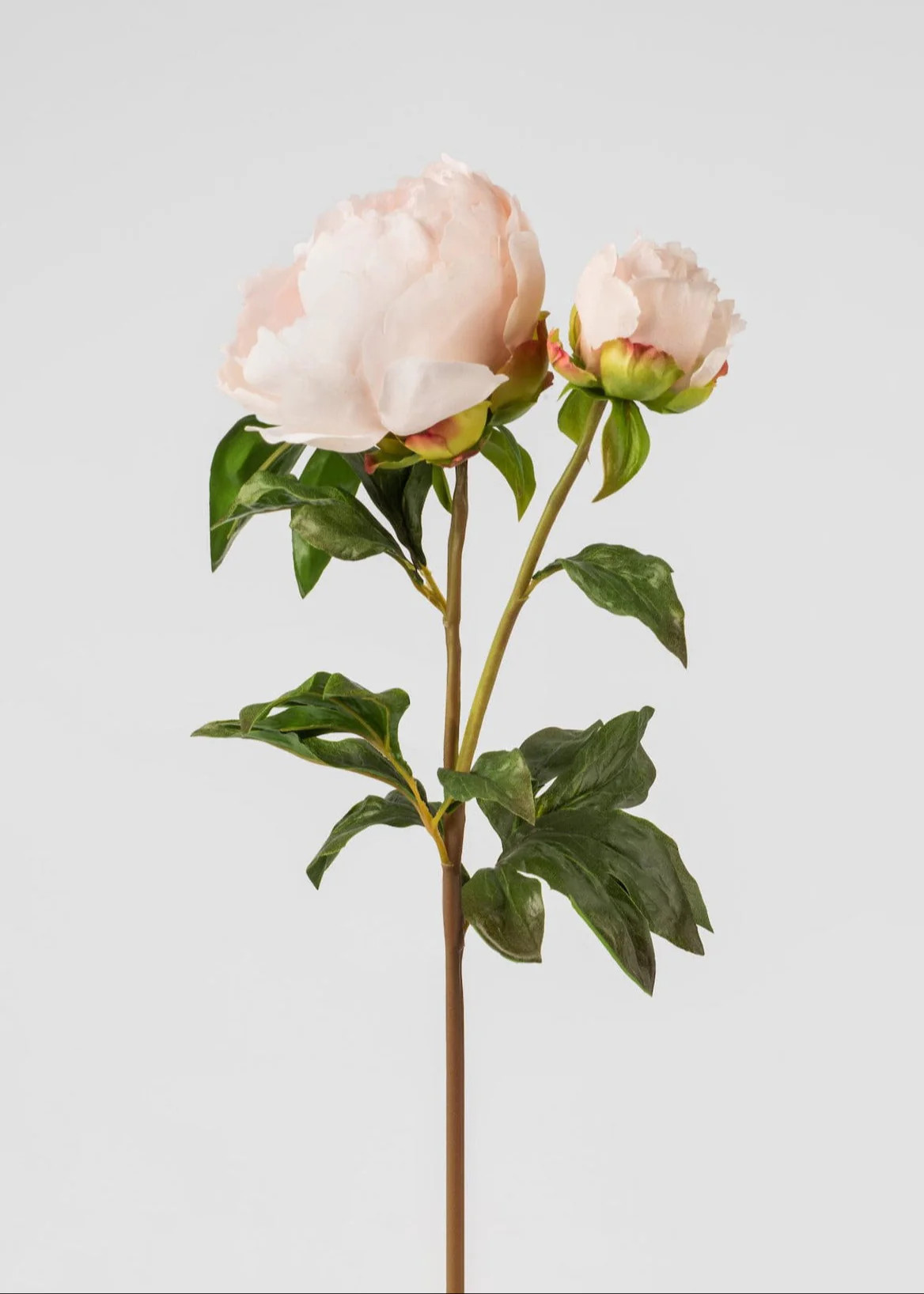 Artificial Peony in Blush | Real Touch Flowers at Afloral.com | Afloral