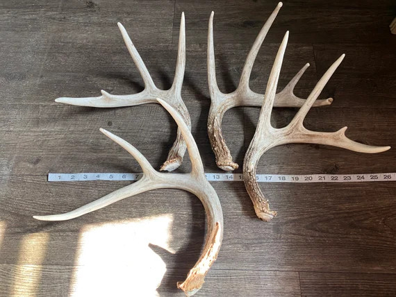Medium deer antler. Craft grade antler. Deer antler shed. | Etsy (US)