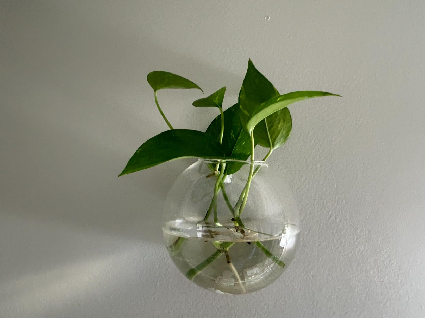 Yarlung Set of 6 Wall Hanging Planters Terrarium, 4.7 Inch Glass Oblate Globe Plants Containers W... | Amazon (US)