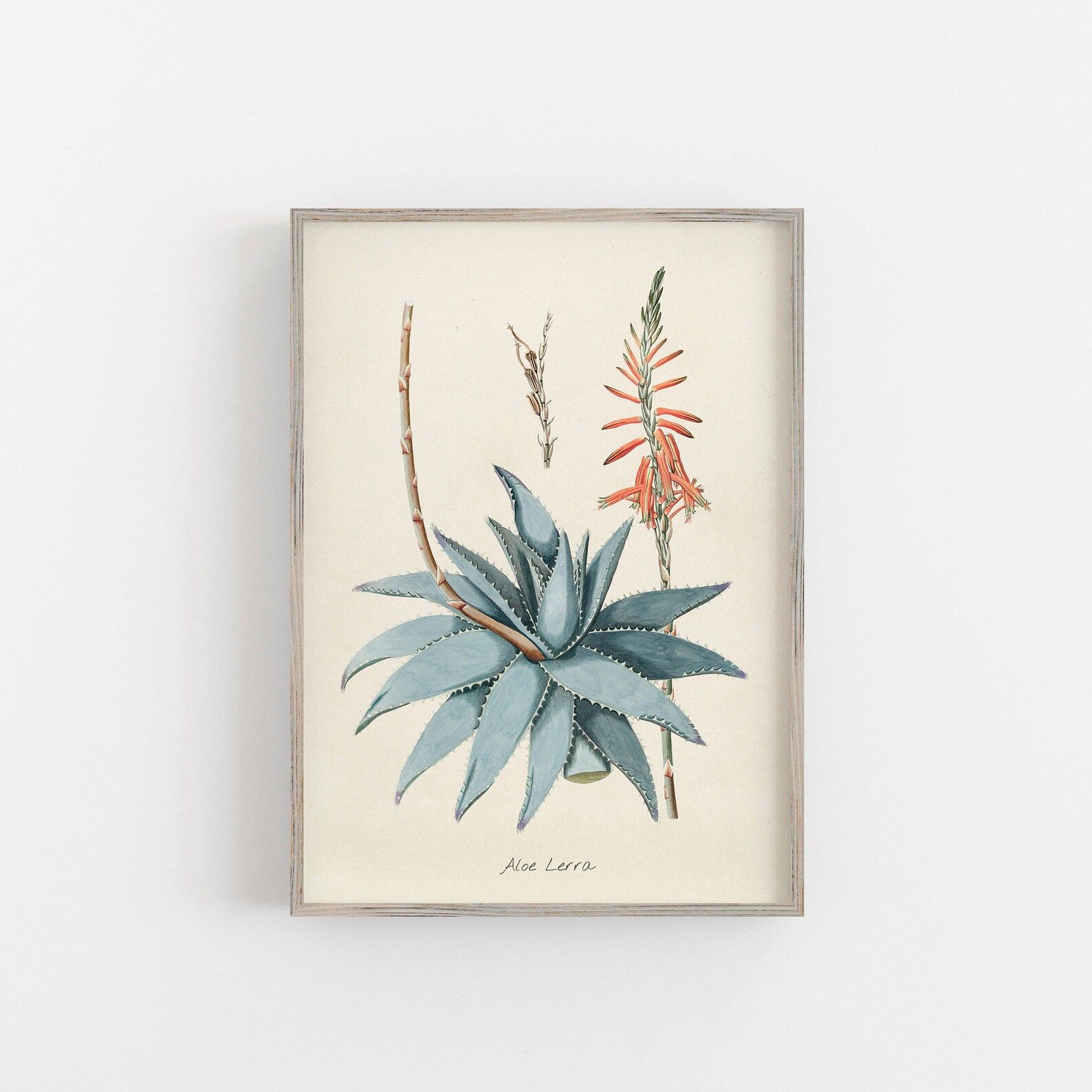 Aloe Lerra Botanical Print Vintage Lithograph Digital Art | Etsy | Etsy (US)