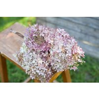 Dried Garden Hydrangeas, Pink/Green Natural Dried Hydrangeas | Etsy (US)