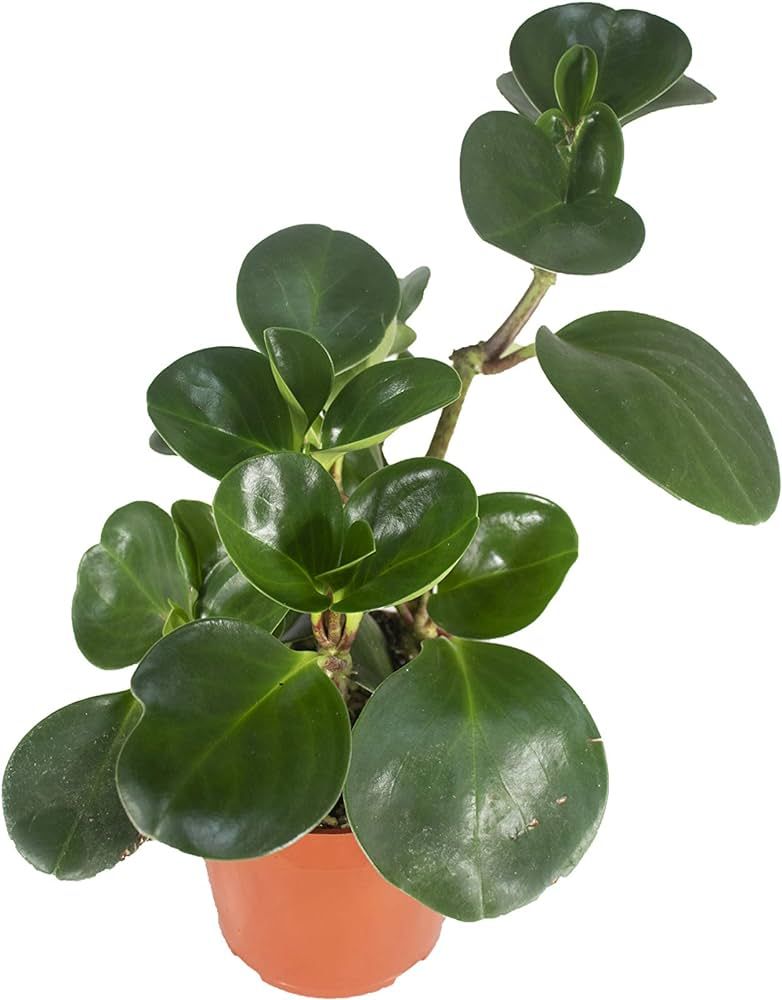 Live Baby Rubber Plant - 4'' Small Pot Peperomia Obtusifolia from California Tropicals, Ideal Gif... | Amazon (US)