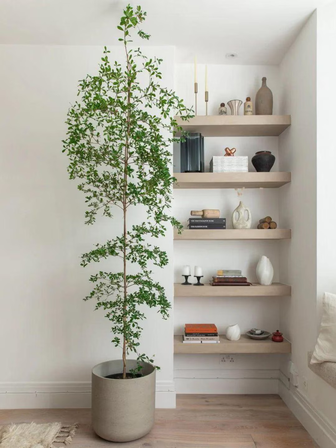 Shady Lady Black Olive Tree – 10” Grower Pot, 4ft Tall | Elegant Ornamental Tree | Indoor & P... | Etsy (US)