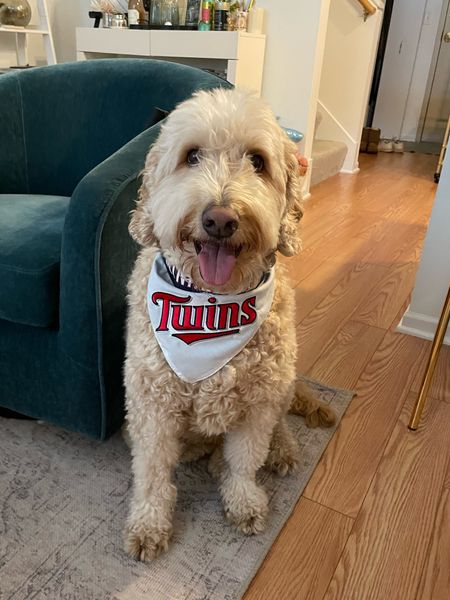 Twins bandana!  Linking all the MN twins gear for you pup! 

Baseball team outfits, dog bandanas, dog team gear, twins bandana, dog bandana, matching dog outfit, 

#LTKSeasonal #LTKfamily #LTKstyletip