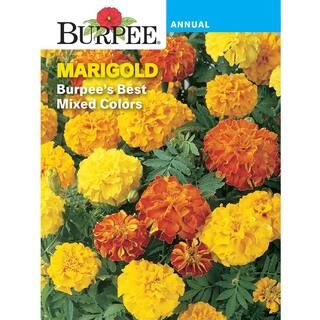 Burpee Marigold French Best Mix Seed 41671 - The Home Depot | The Home Depot