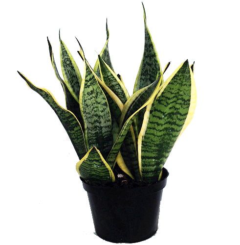Futura Snake Plant, Mother-In-Law's Tongue, Barbershop Plant-Sanseveria - 6" Pot | Walmart (US)