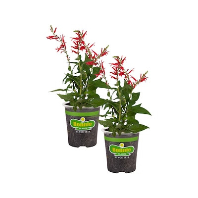 Bonnie Plants 2 -Pack Pineapple Sage Plant in Pot | Lowe's