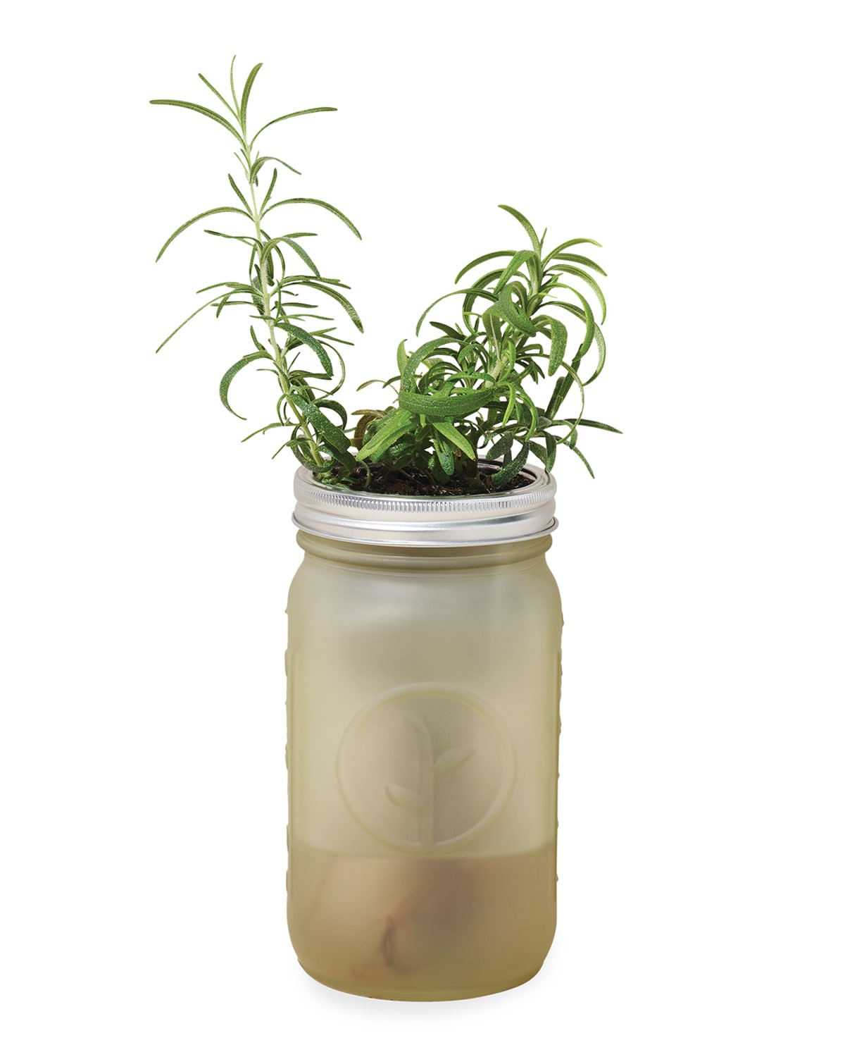 Rosemary Hydroponic Grow Kit in Jar | Horchow