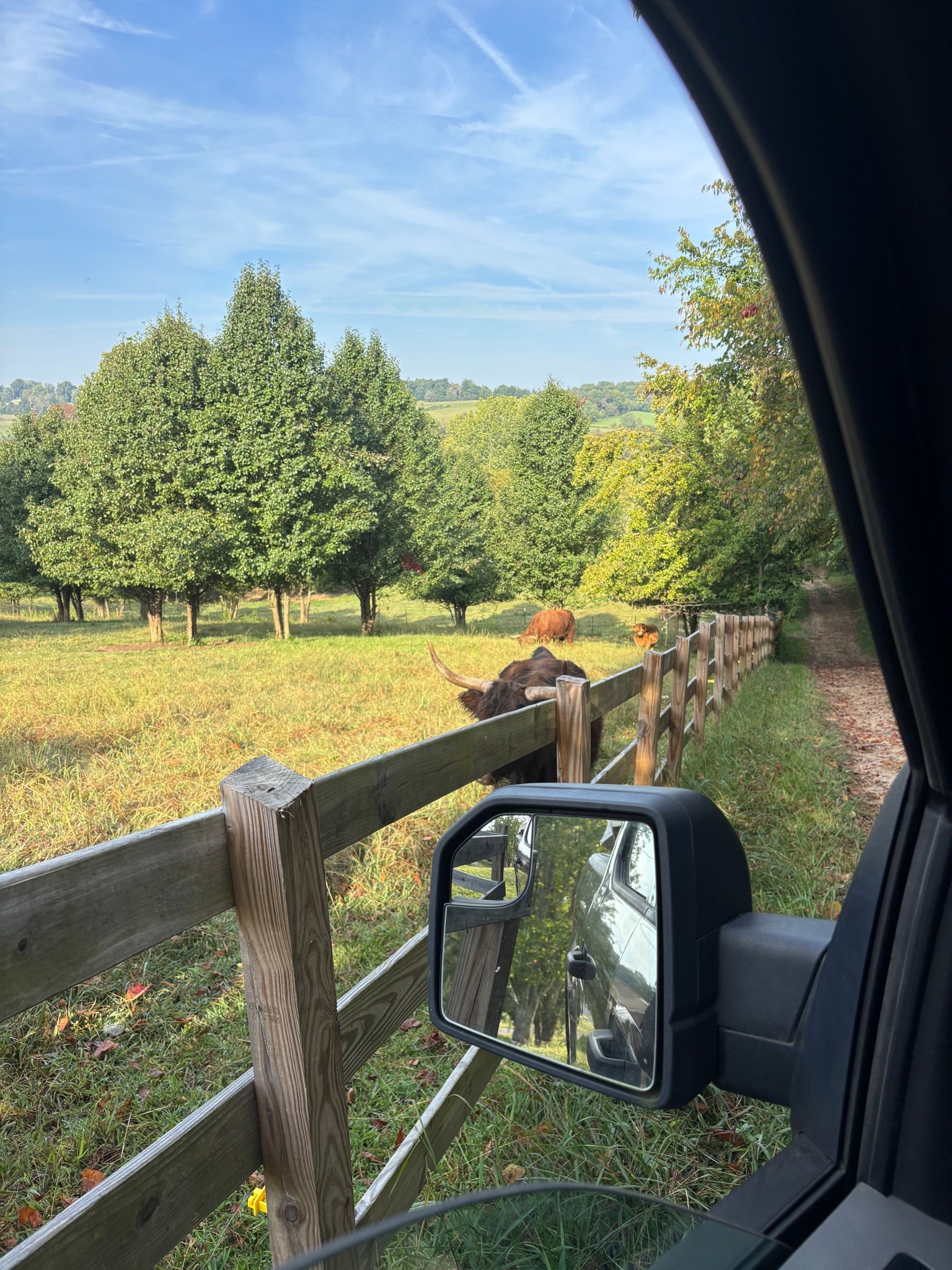 Good morning cows!!!

#LTKFamily #LTKHome #LTKPets