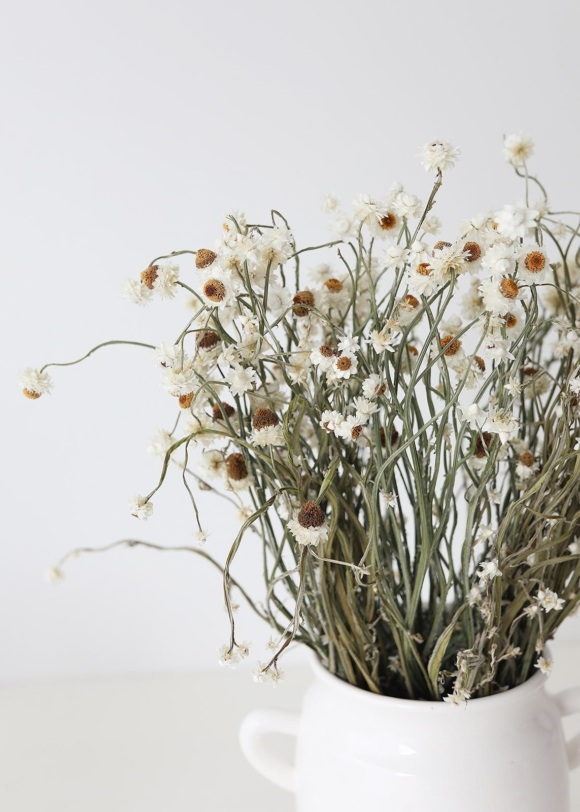 Natural Dried Silver Chrysanthemum Flowers - 22-30" Tall | Afloral (US)