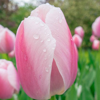 Royal Pride Tulip | Brecks Premium Bulbs | Brecks