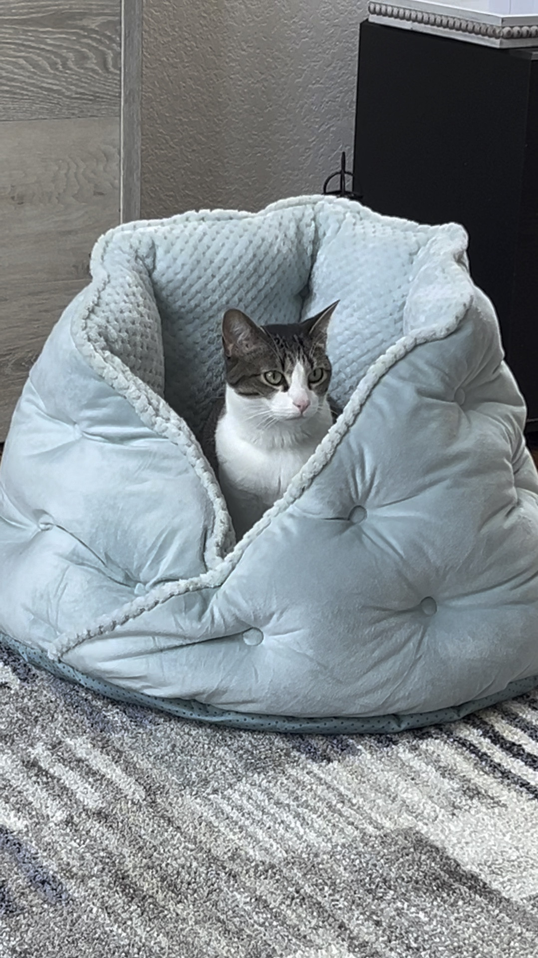 Pet lovers! I bought this calming bed for 1 of the dogs, but the cat was kind enough to demonstrate how this works for you. 
It is perfect for the anxious animal in your life with tall walls and soft faux fur. Purrfect for making biscuits! 


#LTKhome #LTKVideo #LTKfindsunder50